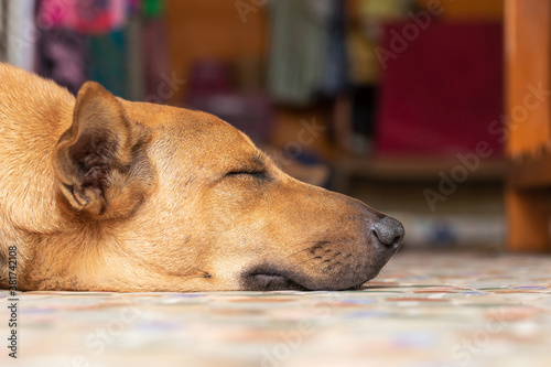 Brown big dog sleeping on floor. Focus on dog head.