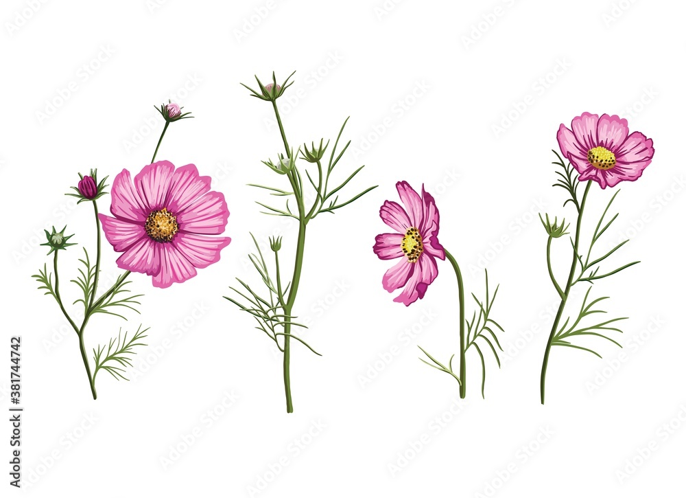 bright pink petals of wildflowers. color illustration on white background bright pink petals of wildflowers. color illustration on white background