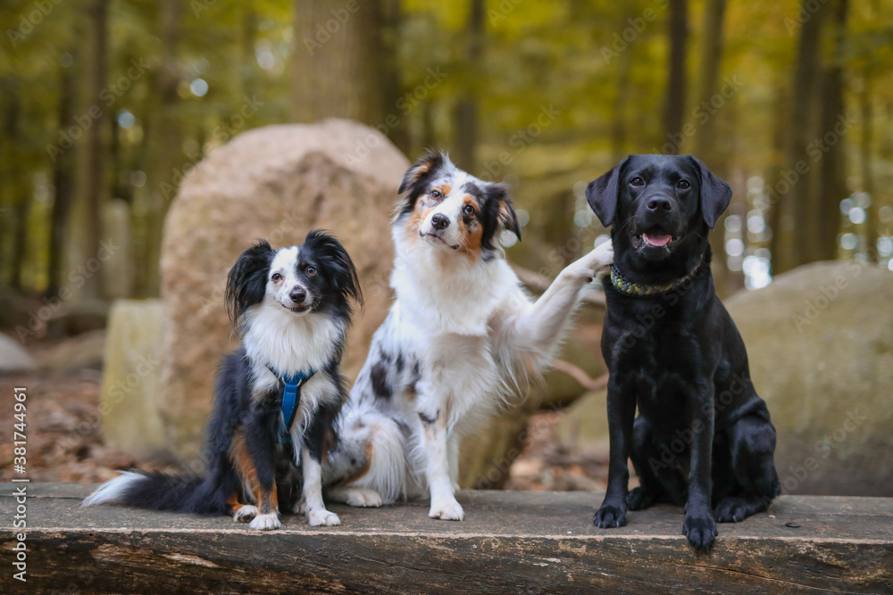 Australian Shepherd und Labrador sind beste Freunde Australian Shepherd und Labrador sind beste Freunde