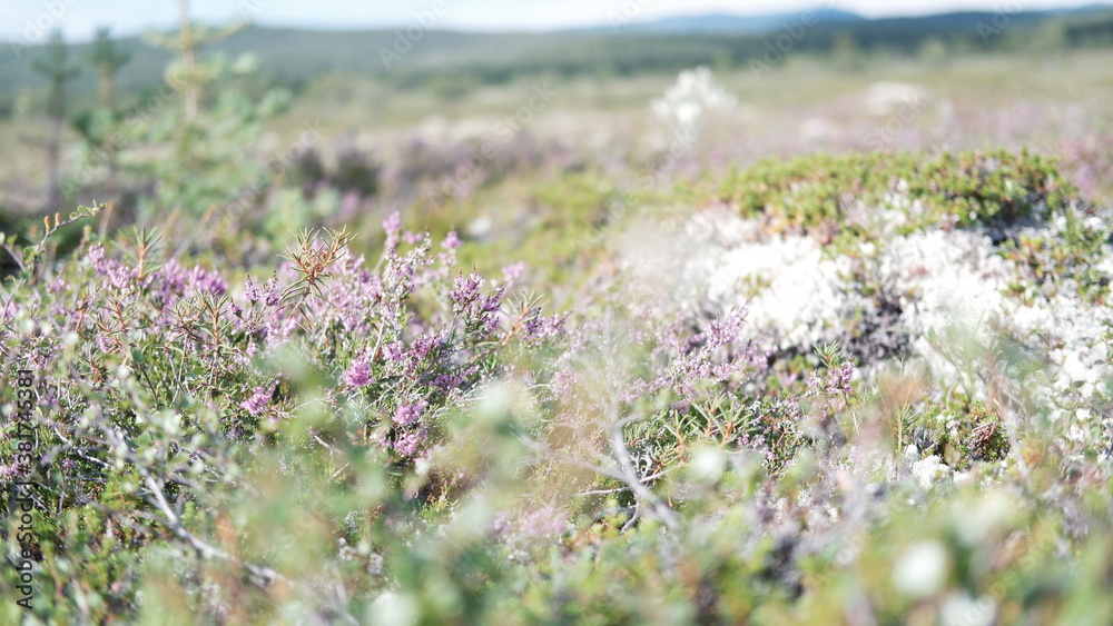 Obraz premium The natural background of the flower Heather. Small pink, purple flowers. Soft focus.