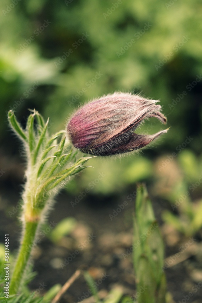 Blooming flower Pulsatilla with water drops Blooming flower Pulsatilla with water drops