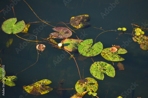 lilies in the water