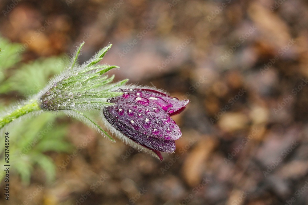 Blooming flower Pulsatilla with water drops Blooming flower Pulsatilla with water drops