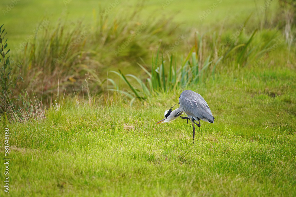 Fototapeta premium Grey Heron Scratching