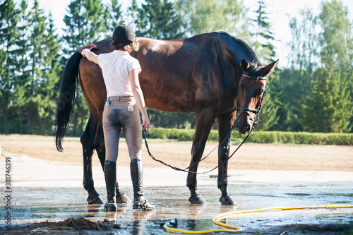 Young teenage girl equestrian cleaning her chestnut horse after shower © AnnaElizabeth