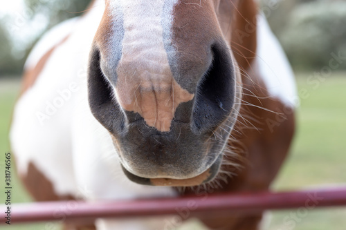 The horse muzzle is brown and white. Horse nose.