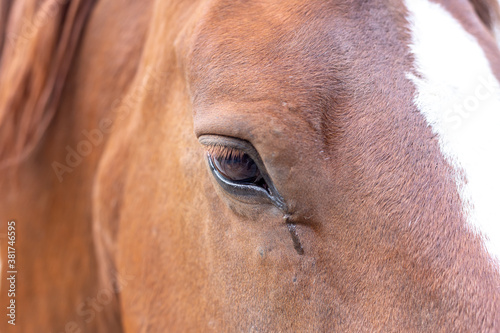 Horse eye macro shot
