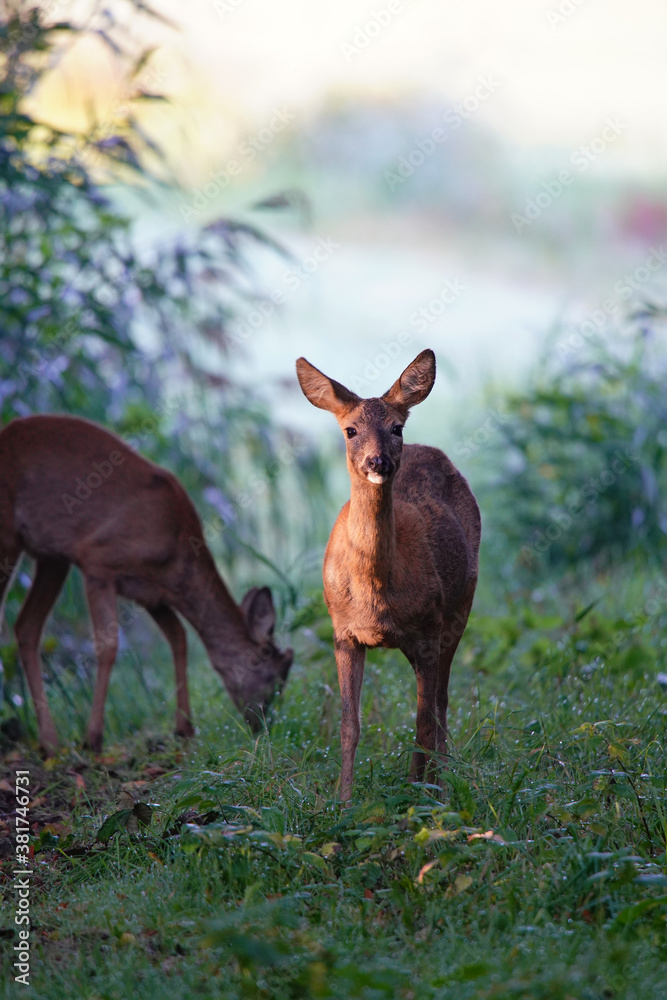 Obraz premium Roed Deers in Earl Morning Light