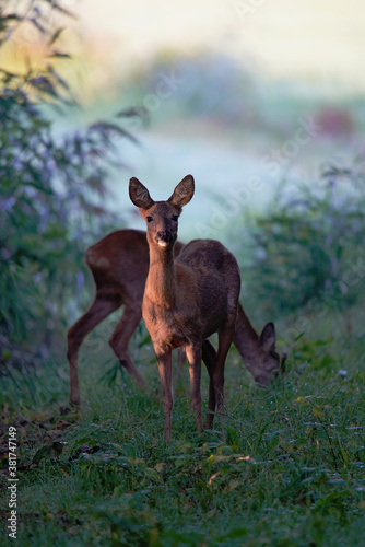 Two Roe Deers Grazing in Morning Sunlight