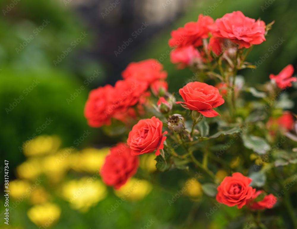 Fototapeta premium Bush of beautiful red roses in natural light.