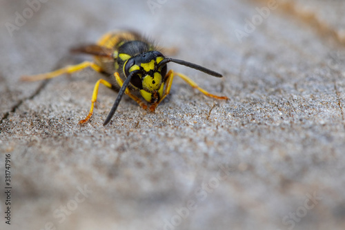 macro of a wasp © scott