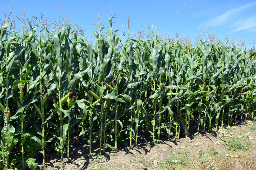 In the field on the background of the sky corn grows In the field on the background of the sky corn grows
