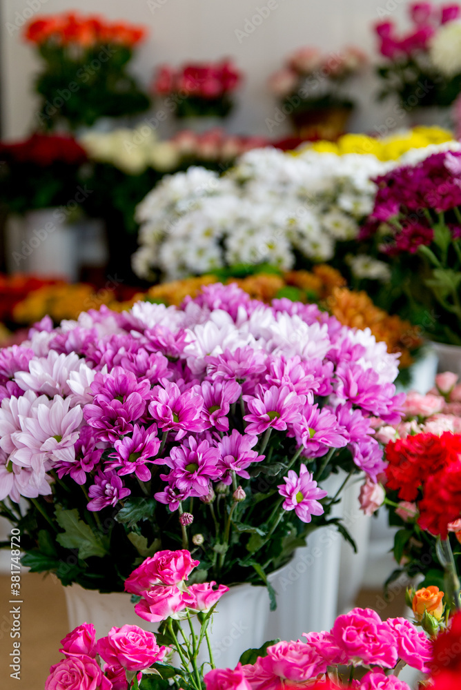 chrysanthemums. chrysanthemums in a pot chrysanthemums. chrysanthemums in a pot