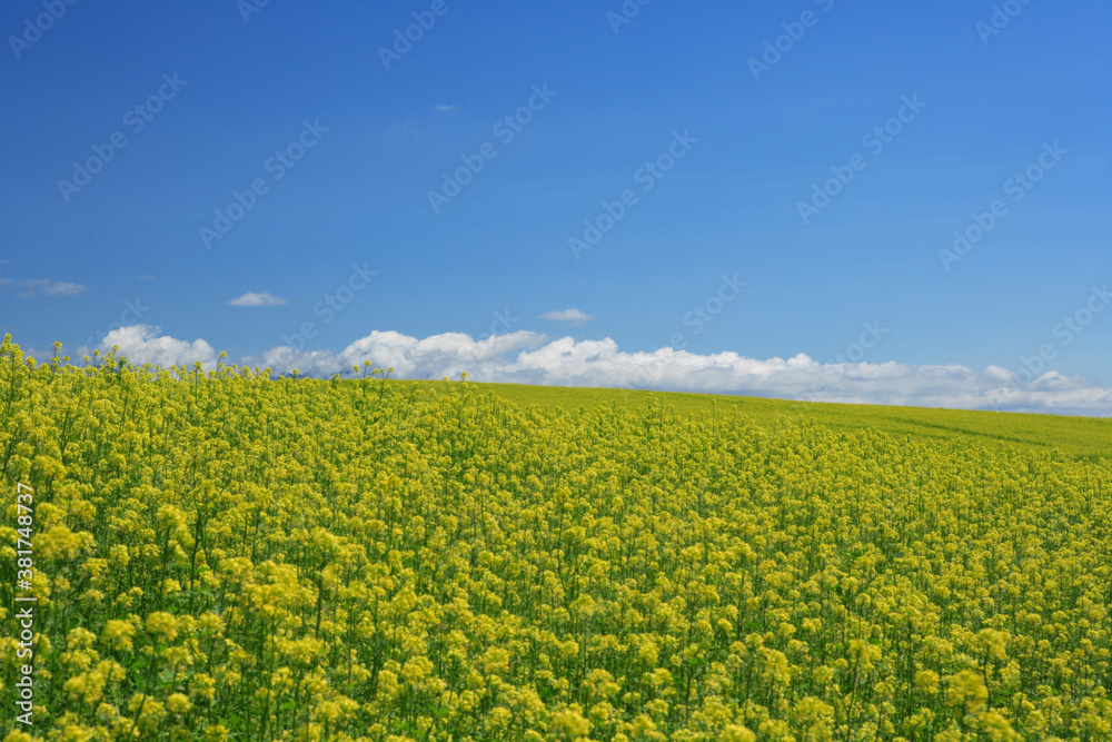 菜の花畑