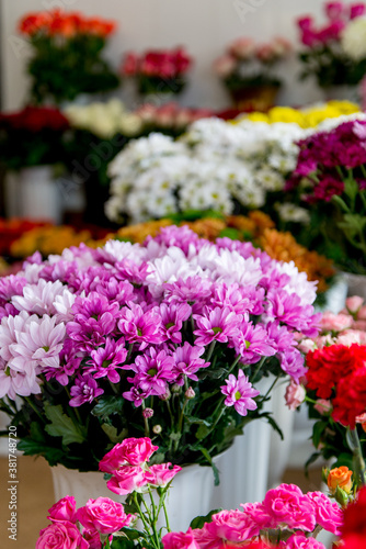 Wallpaper Mural chrysanthemums. chrysanthemums in a pot Torontodigital.ca