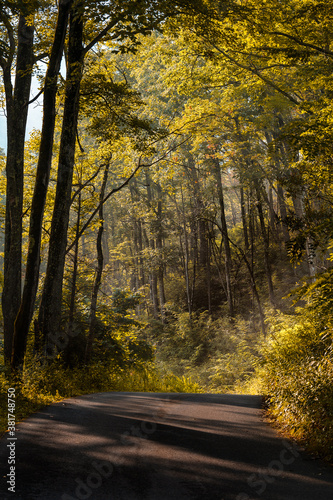 Sunrise in the trees