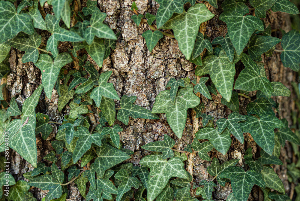 Beautiful green ivy climbing up the tree trunk Beautiful green ivy climbing up the tree trunk