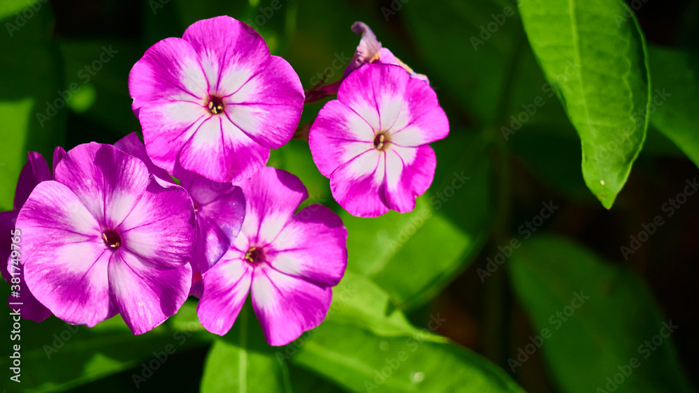 beautiful garden flowers. close up. color nature beautiful garden flowers. close up. color nature