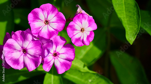 beautiful garden flowers. close up. color nature © LemPro Filming Life