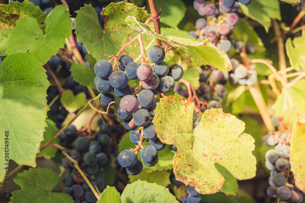 ripe bunch of grapes hanging on a plant on a sunny day/bunch of blue grapes hanging on a plant with green leaves