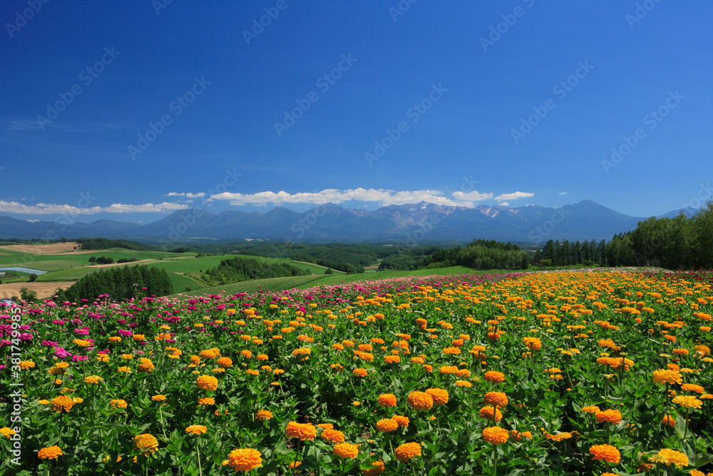 丘の花畑