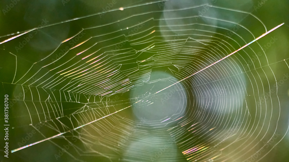beautiful web in the wild forest. general plan. color beautiful web in the wild forest. general plan. color