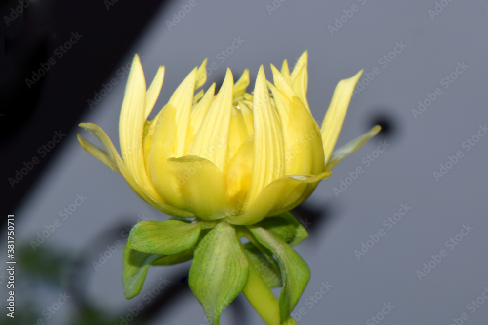 Obraz premium Yellow Dahlia Lotus