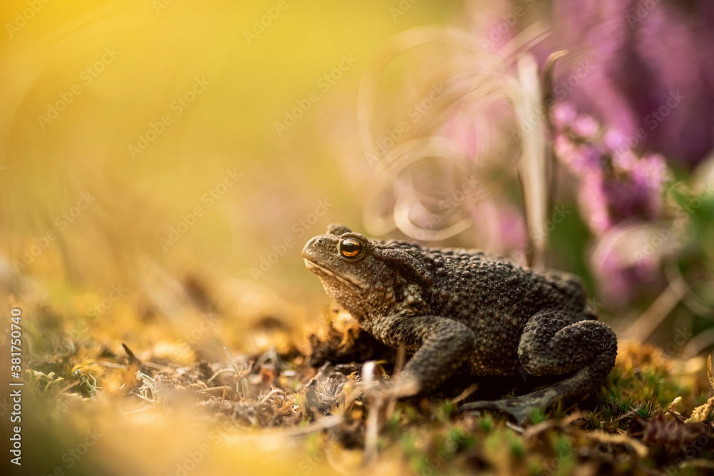 Obraz premium Macro shot. Shallow DOF. Toad on a small bush of heather flowers