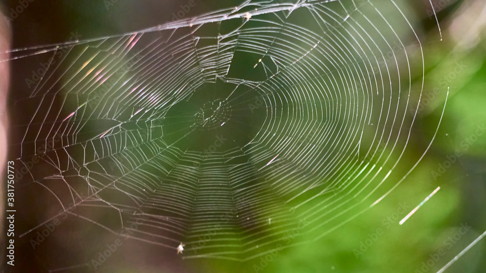 beautiful web in the wild forest. general plan. color beautiful web in the wild forest. general plan. color