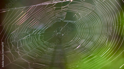beautiful web in the wild forest. general plan. color