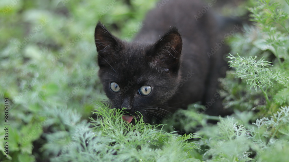 
Black kitten outdoors in the grass. Morning dew on the grass.
