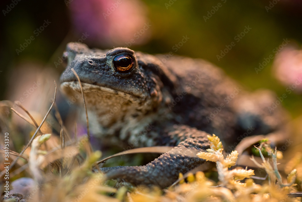 Macro shot. Shallow DOF. Toad on a small bush of heather flowers Macro shot. Shallow DOF. Toad on a small bush of heather flowers