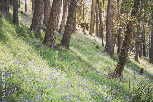 May in a forest - bed of bluebells on a forest floor - retro perspective © lukasz_kochanek