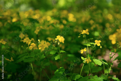 Hypericum flowers on green background
