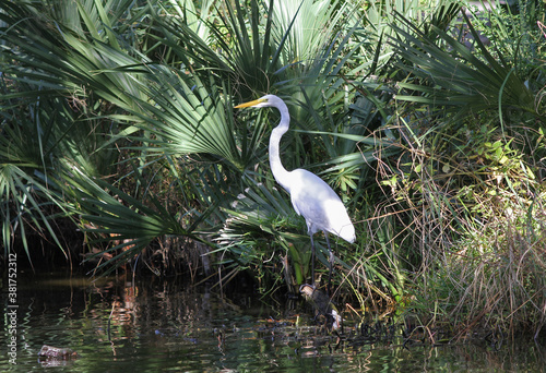 Great Egret Perched at the Edge of a Pond