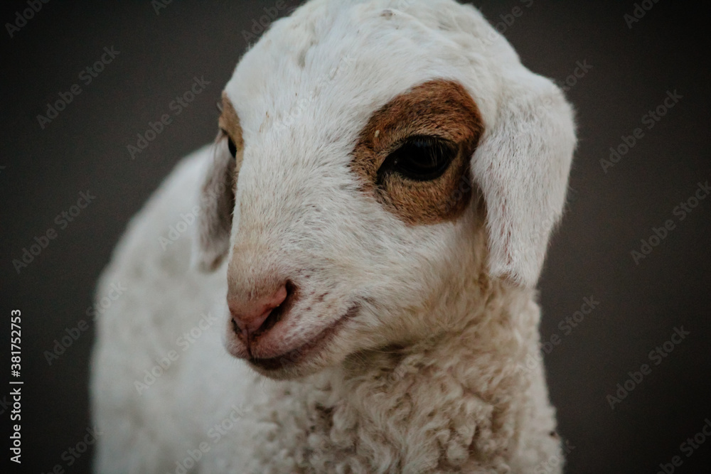 Fototapeta premium Close Up of Cute White indian Sheep