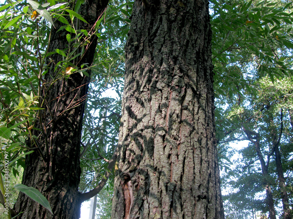 Shadow of a branch with leaves on the gray bark of a tree on a Sunny day