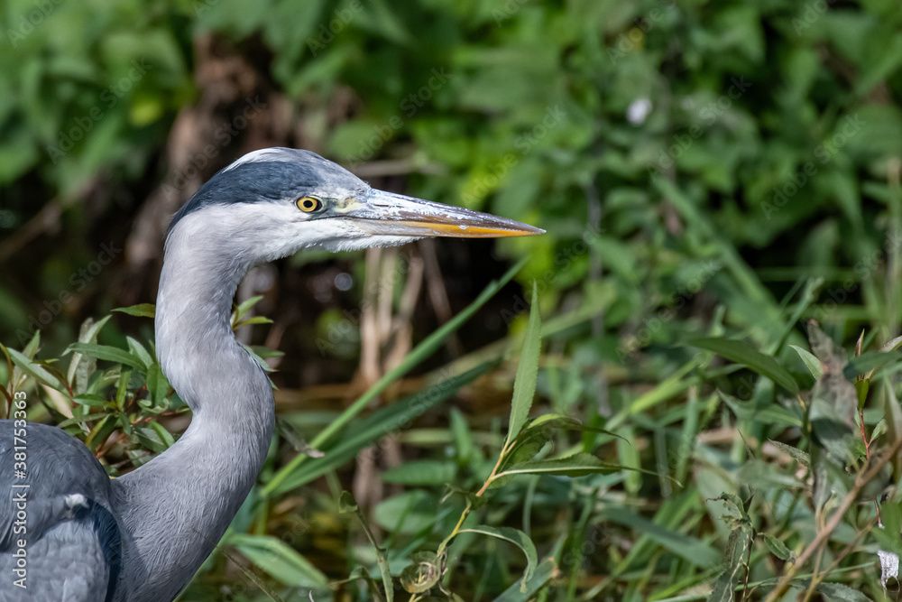 great blue heron ardea cinerea great blue heron ardea cinerea