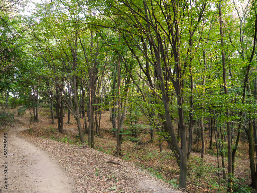 Golden Autumn Fall. Blue Summer Season. Gold Autumn Woodland. Yellow Forest Background. Natural View. Orange Amazing Season. Autumn Image. Abstract Element.