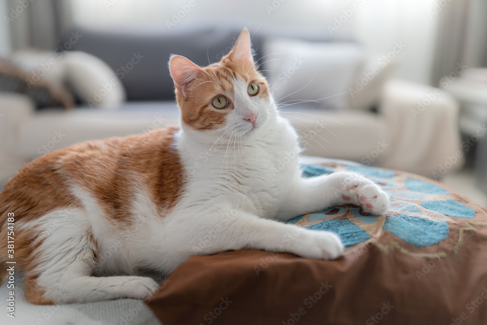 gato blanco y marron con ojos amarillas se acuesta sobre una almohada en el sofa 2