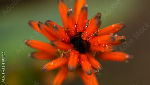 orange flower