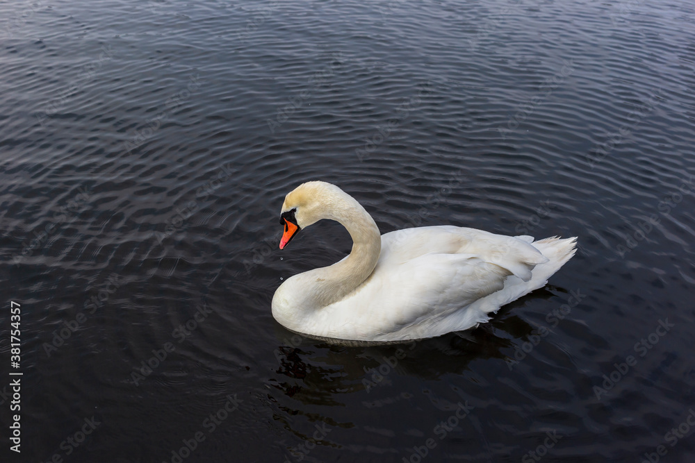 Swan of swimming Lake in Hyde Park, London on cloudy day in winter Swan of swimming Lake in Hyde Park, London on cloudy day in winter
