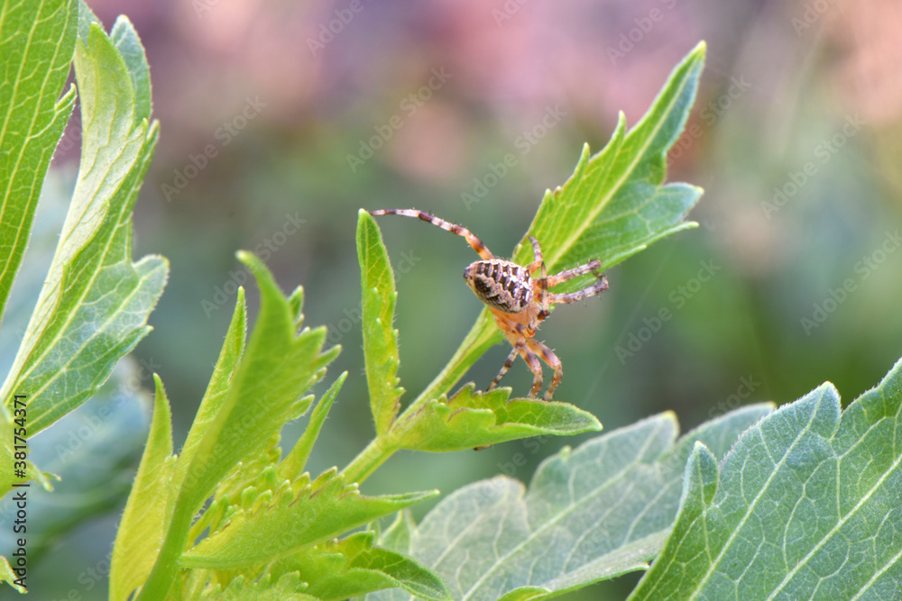 Fototapeta premium Spider on Dahlia Leaf 02