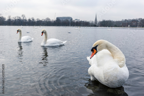 Swans of swimming Lake in Hyde Park, London on cloudy day in winter