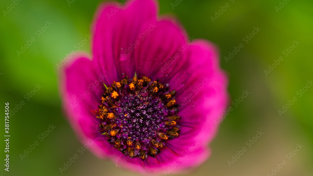 close up of a purple flower close up of a purple flower