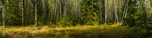 wide panoramic view of a mixed birch-spruce forest with grass in the foreground and lateral sunlight in warm September weather