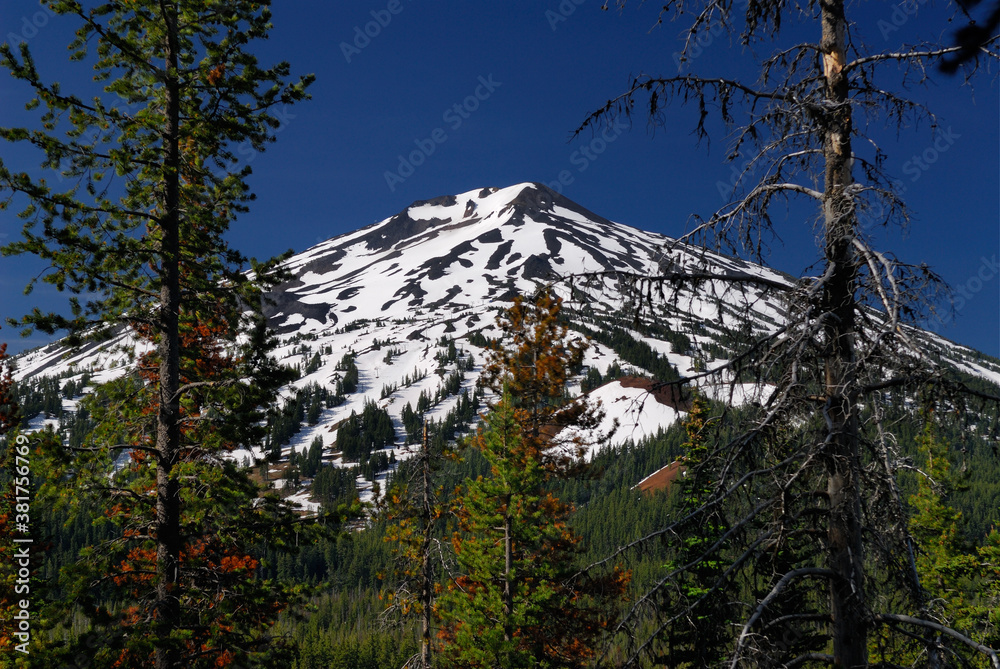 Mount Bachelor ski resort Oregon through pine trees