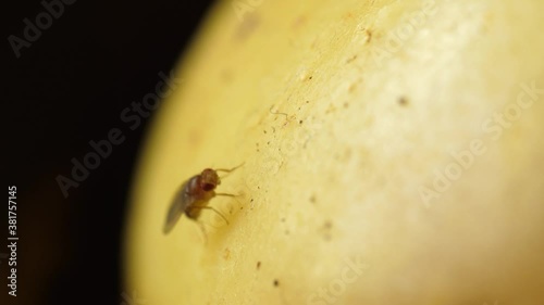 fruit flies walking on rotten fruits banana apple Drosophila melanogaster