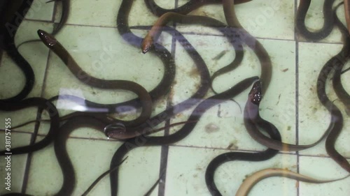 Sale of live eel in the Thai market. So-called wet markets in Southeast Asia
 photo