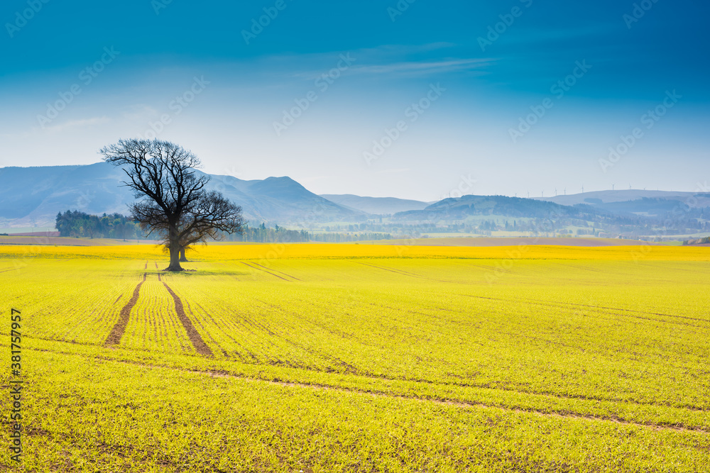 Lonely tree in a field of blooming rapeseed - spring landscape. Misty mountains in the background.
